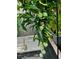 Lush mango tree laden with green mangoes at 1415 Weyford Ln, Holiday, FL 34691