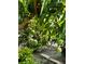 Many green mangoes growing on a tree in the backyard at 1415 Weyford Ln, Holiday, FL 34691