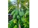 Numerous green papayas growing on a tree in the backyard at 1415 Weyford Ln, Holiday, FL 34691