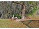 Backyard wildlife featuring cranes foraging near a tree, with the house in the background at 9091 Alexandria Dr, Weeki Wachee, FL 34613