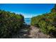Private path through lush greenery reveals stunning ocean views for a tranquil escape at 1723 Gulf Rd # 104, Tarpon Springs, FL 34689