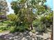 Lush overgrown backyard with trees, bushes, and foliage, creating a tranquil outdoor space at 222 84Th N Ave, St Petersburg, FL 33702