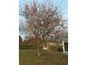 A view of the side yard showcasing a leafy deciduous tree in partial fall foliage at 1382 Ronald St, North Port, FL 34286