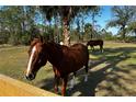 Beautiful brown horse grazes in a lush, green pasture under a canopy of mature trees at 3340 Ulman Ave, North Port, FL 34286