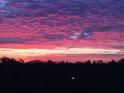 Stunning pink and purple sunset over the treetops at 1770 Benjamin Franklin Dr # 407, Sarasota, FL 34236