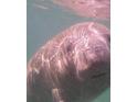 Close-up of a manatee underwater at 14096 Sand Plover Ave, Brooksville, FL 34614