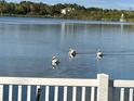 Three pelicans swimming in a lake with fountain in the background at 7123 Colonial Lake Dr, Riverview, FL 33578