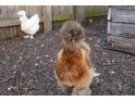 Fluffy chickens in a cozy backyard setting at 3508 N Dartmouth Ave, Tampa, FL 33603