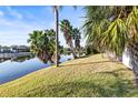 Lush backyard with palm trees and waterfront views at 155 Nina Way, Oldsmar, FL 34677