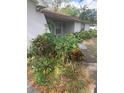 Overgrown side yard with various plants and dead leaves at 5824 58Th Street Ct, Tampa, FL 33619