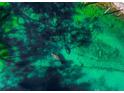 Aerial view of manatees in a crystal-clear spring at 5401 Circle Dr, Weeki Wachee, FL 34607