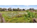 Peaceful lake view with lush greenery and lily pads at 3145 Covina St, New Port Richey, FL 34655