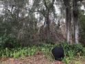 Wooded backyard with natural vegetation at 2060 Marilyn St # 103, Clearwater, FL 33765