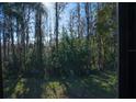 View of wooded backyard seen from screened porch at 1433 Pine Glen Pl # G2, Tarpon Springs, FL 34688