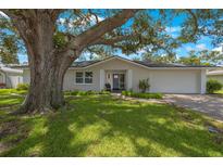 Newly renovated home with a large oak tree and spacious yard at 1995 Arvis E Cir, Clearwater, FL 33764