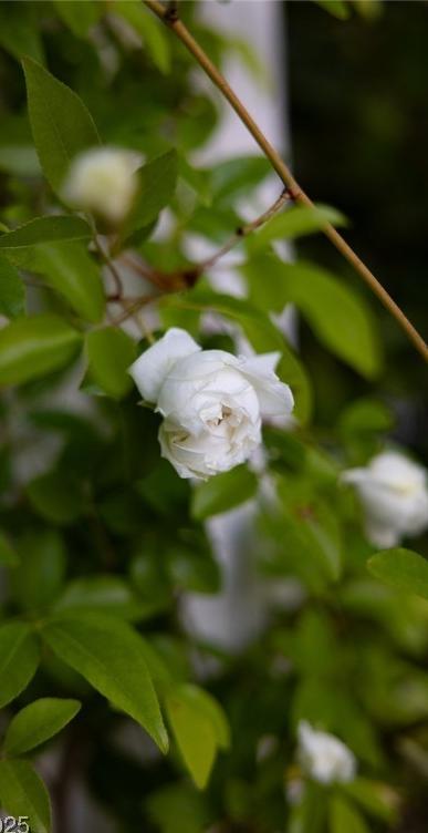 Photo #75