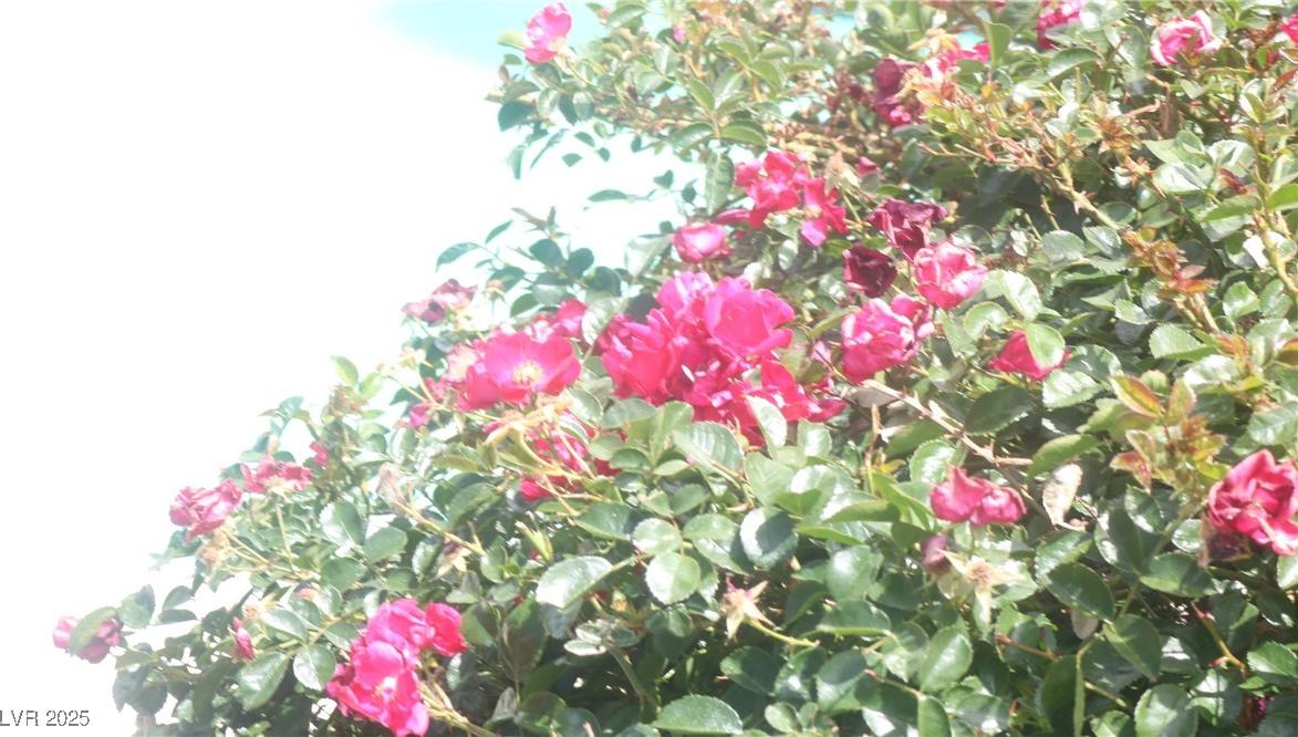 Photo #44