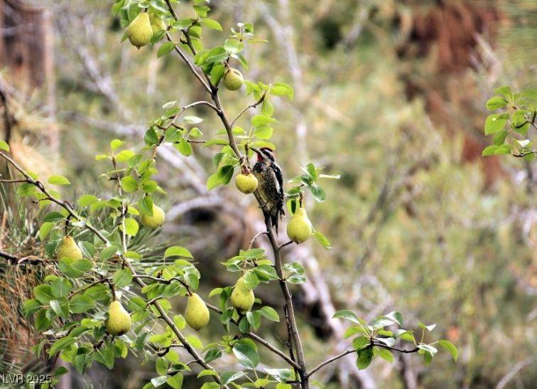 Photo #62