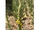 Closeup of a wildflower in a meadow setting at 4205 Mont Blanc Way, Las Vegas, NV 89124