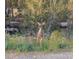 Deer standing near logs in a grassy, meadow setting at 4205 Mont Blanc Way, Las Vegas, NV 89124