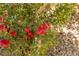 Close up shot of mature red flowers with lush greenery at 17 Winding Rd, Henderson, NV 89052