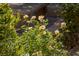 Close up shot of mature white flowers with lush greenery at 17 Winding Rd, Henderson, NV 89052