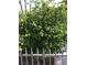 Lush lemon tree growing in the yard behind a white iron fence at 3909 Woodhill Ave, Las Vegas, NV 89121