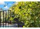 Close-up of a fruit tree with a backyard fence in the background at 3841 Hildebrand Ln, Las Vegas, NV 89121