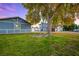 Expansive backyard featuring lush green grass and mature trees, providing ample space for outdoor activities at 3531 W Arby Ave, Las Vegas, NV 89118