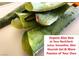 Close-up of freshly cut organic aloe vera leaves at 3013 Sungold Dr, Las Vegas, NV 89134