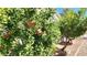 Lush pomegranate tree laden with fruit, adding natural beauty and charm to the landscape at 3013 Sungold Dr, Las Vegas, NV 89134