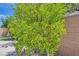 Green tree in a backyard with landscaping and a block wall at 3605 Sapphire Sea Ct, North Las Vegas, NV 89031