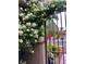 Charming gated entryway with lush white flowers climbing over the stucco wall and iron gate at 427 Norridgewock St, Henderson, NV 89074