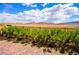Backyard featuring desert landscaping and a beautiful mountain view at 12457 Heritage Bend Dr, Las Vegas, NV 89138