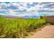 Scenic backyard view of lush landscaping and mountain views behind the fence at 12457 Heritage Bend Dr, Las Vegas, NV 89138