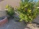 Landscaped backyard with two lemon trees at 2620 Silverton Dr, Las Vegas, NV 89134