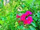 Vibrant pink bougainvillea flowers in the garden at 6234 Hopeful Light Ave, Las Vegas, NV 89139