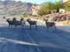 Four desert bighorn sheep in the road at 509 5Th St, Boulder City, NV 89005