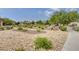 Landscaped area with drought-tolerant plants and rock at 5648 Ancient Agora St, North Las Vegas, NV 89031