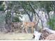 Doe and two fawns in the woods at 4765 Silver Tip Trl, Mount Charleston, NV 89124