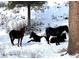 Four horses resting in the snow at 4765 Silver Tip Trl, Mount Charleston, NV 89124