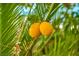 Two ripe lemons hanging from a lush lemon tree at 8170 W Red Coach Ave, Las Vegas, NV 89129