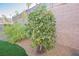Lemon tree and other plants in the backyard at 2149 Cedar River Ct, Henderson, NV 89044