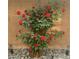 Lush red rose bush in a garden bed with pebble groundcover and brick wall backdrop at 10997 Sardinia Sands Dr, Las Vegas, NV 89141