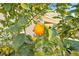 Close-up of a Meyer lemon tree with ripe fruit at 266 Cullerton St, Las Vegas, NV 89148