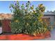 Garden with tall sunflowers and wooden planter box at 8068 Buena Vida St, Las Vegas, NV 89166