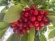 Branch laden with ripe red cherries at 362 Rainbow Canyon Blvd, Las Vegas, NV 89124