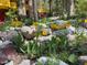 Yellow tulips planted among rocks in front of building at 362 Rainbow Canyon Blvd, Las Vegas, NV 89124