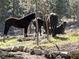 Wild horses grazing in a lush green pasture at 362 Rainbow Canyon Blvd, Las Vegas, NV 89124