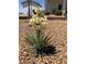 Flowering yucca plant in desert landscape at 4351 W Bell Vista Ave, Pahrump, NV 89060